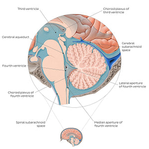 Ventricles and subarachnoid space of the brain (English)