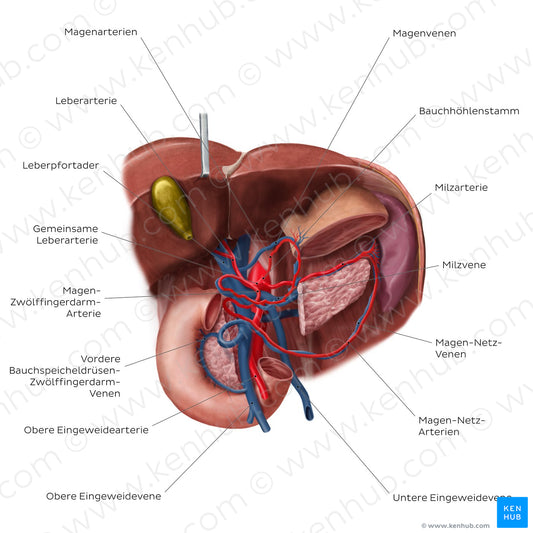 Hepatic portal vein (German)