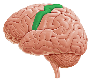 Precentral gyrus (#4199)