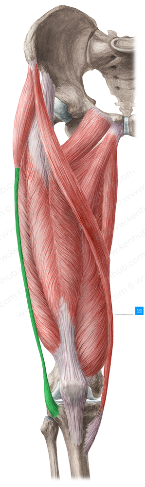 Iliotibial tract (#9521)