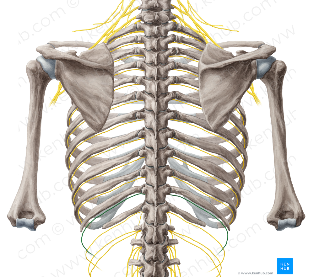 Spinal nerve T11 (#6754)