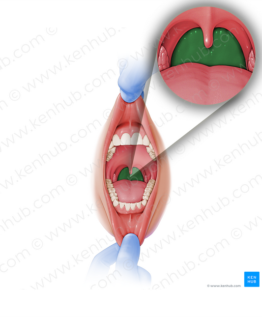 Posterior wall of pharynx (#7650)