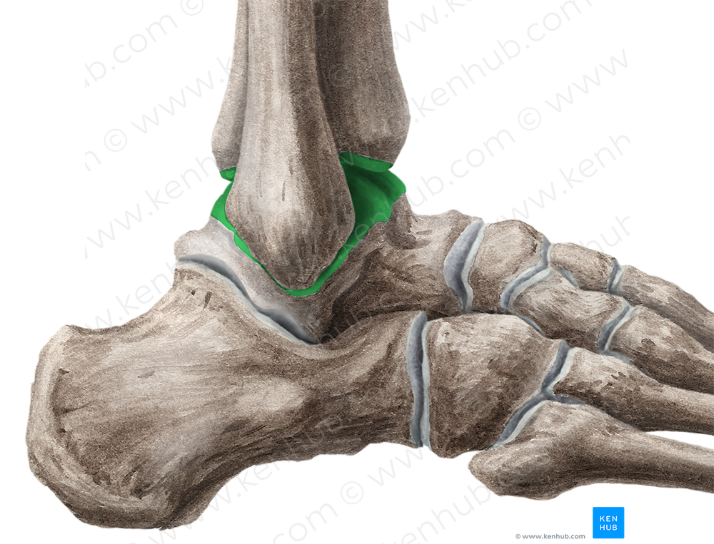 Ankle joint (#2094)