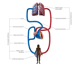 Cardiovascular system: Schematic (Portuguese)