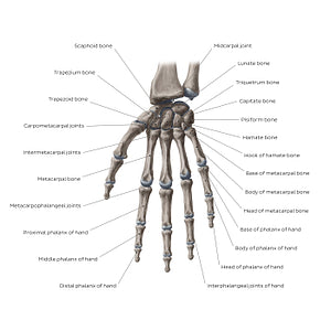 Bones of the wrist and hand (English)