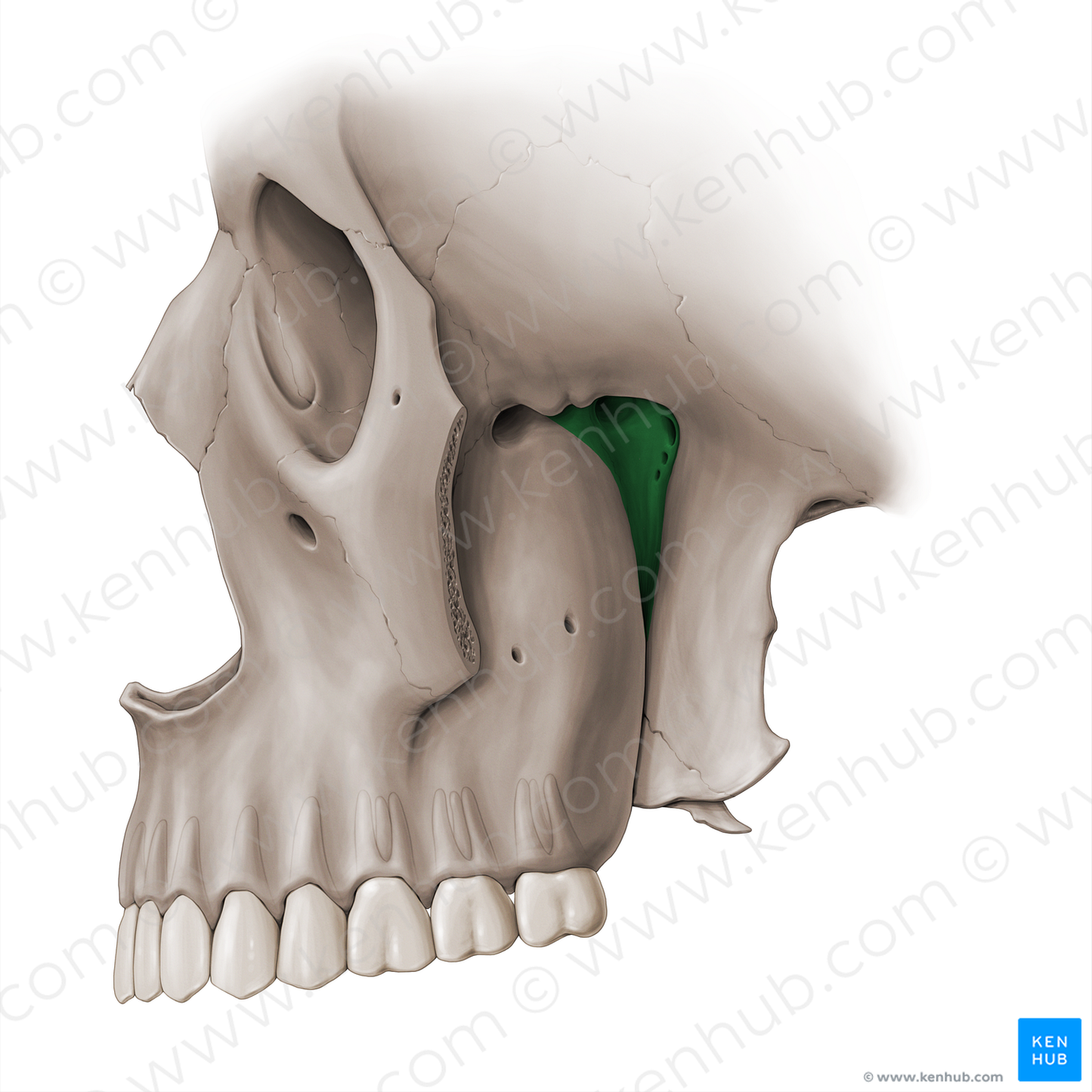 Pterygopalatine fossa (#18475)