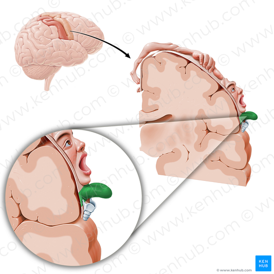 Motor cortex of tongue (#11088)