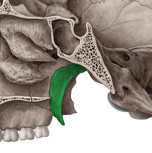 Medial plate of pterygoid process of sphenoid bone (#4399)