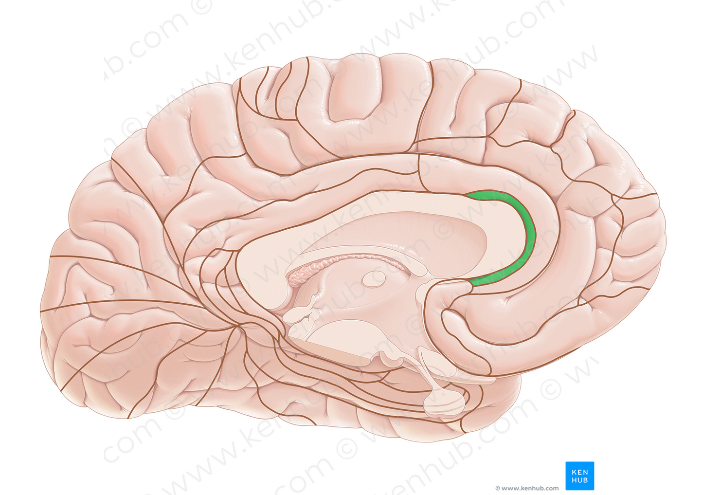 Brodmann area 33 (#17983)