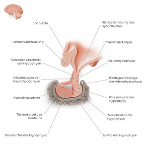 Pituitary gland (German)