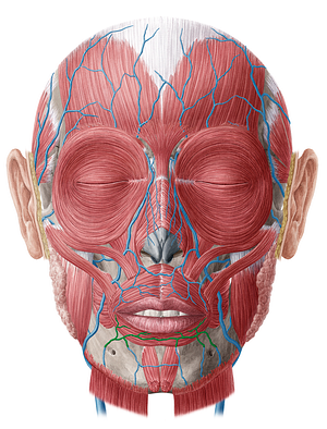 Inferior labial vein (#10380)