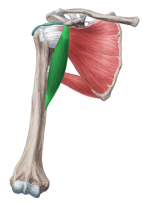 Coracobrachialis muscle (#5273)