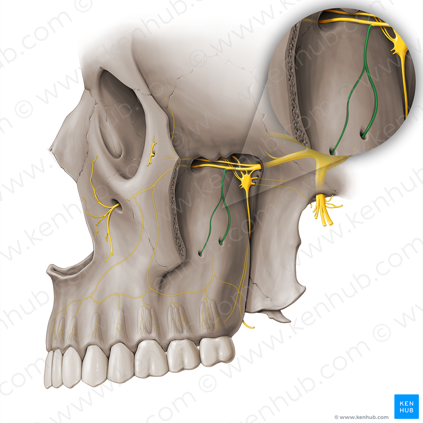 Posterior superior alveolar nerve (#18471)