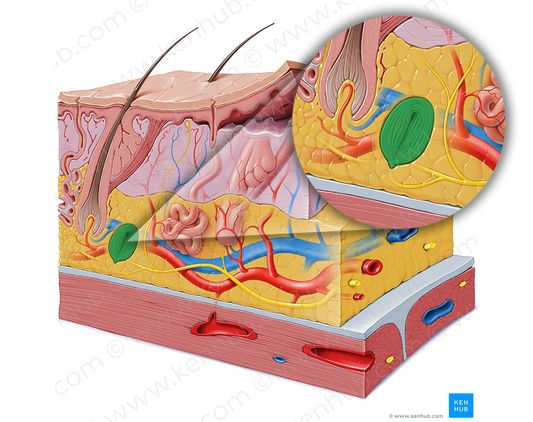 Lamellar (Pacinian) corpuscle (#2918)