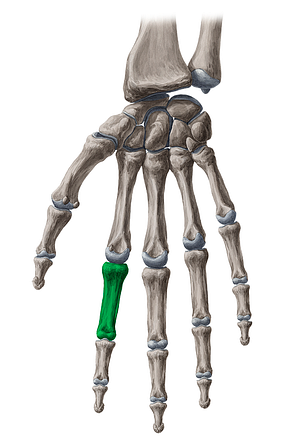 Proximal phalanx of 2nd finger (#7921)