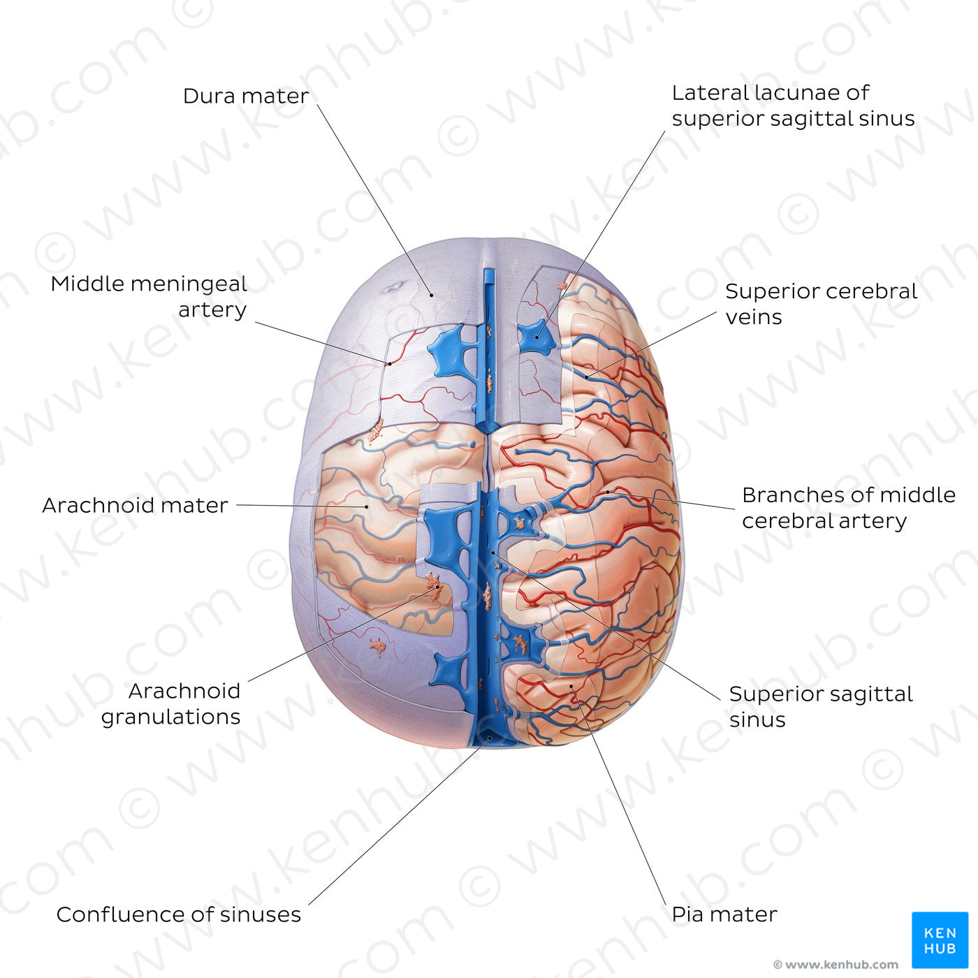 Meninges of the brain (superior view) (English)
