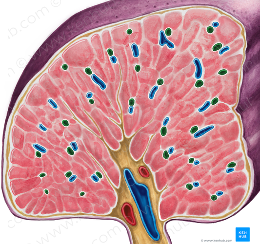 Trabecular artery of spleen (#1233)