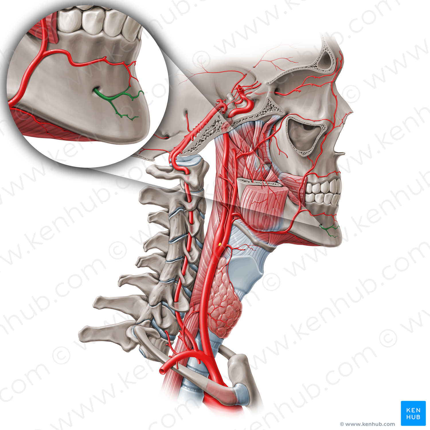 Mental branch of inferior alveolar artery (#19080)