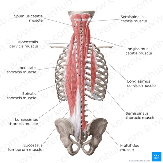 Superficial and intermediate deep back muscles (English)