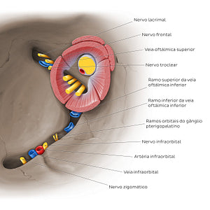 Superior and inferior orbital fissures: Neurovasculature (Portuguese)