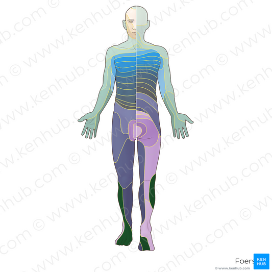 L5 dermatome (#20849)