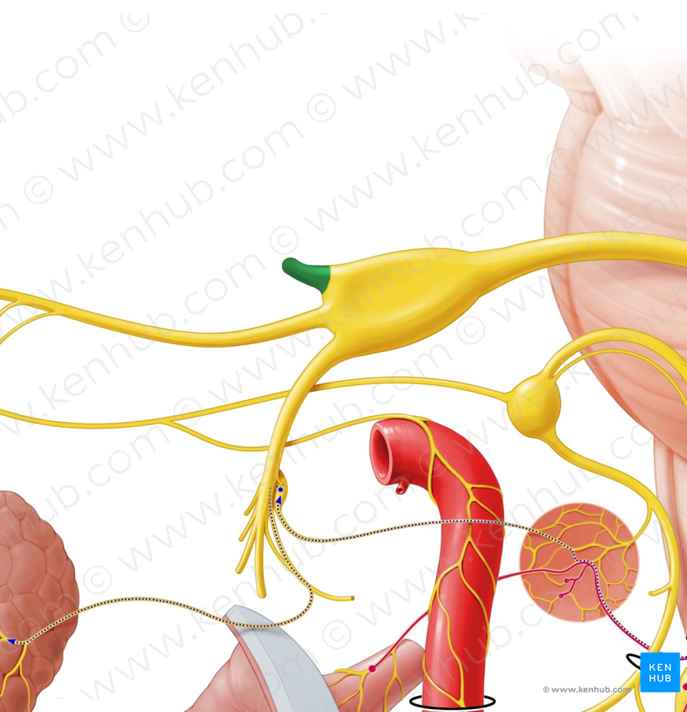 Ophthalmic nerve (#6631)