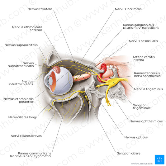 Ophthalmic nerve (Latin)