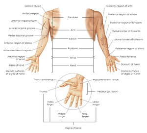Regions of the upper extremity (English)