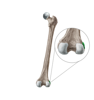 Lateral epicondyle of femur (#3394)