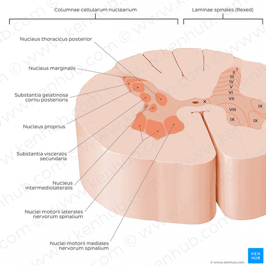 Spinal cord: Cross section (Gray matter) (Latin)