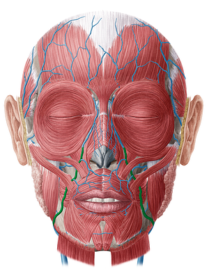 Facial vein (#10235)