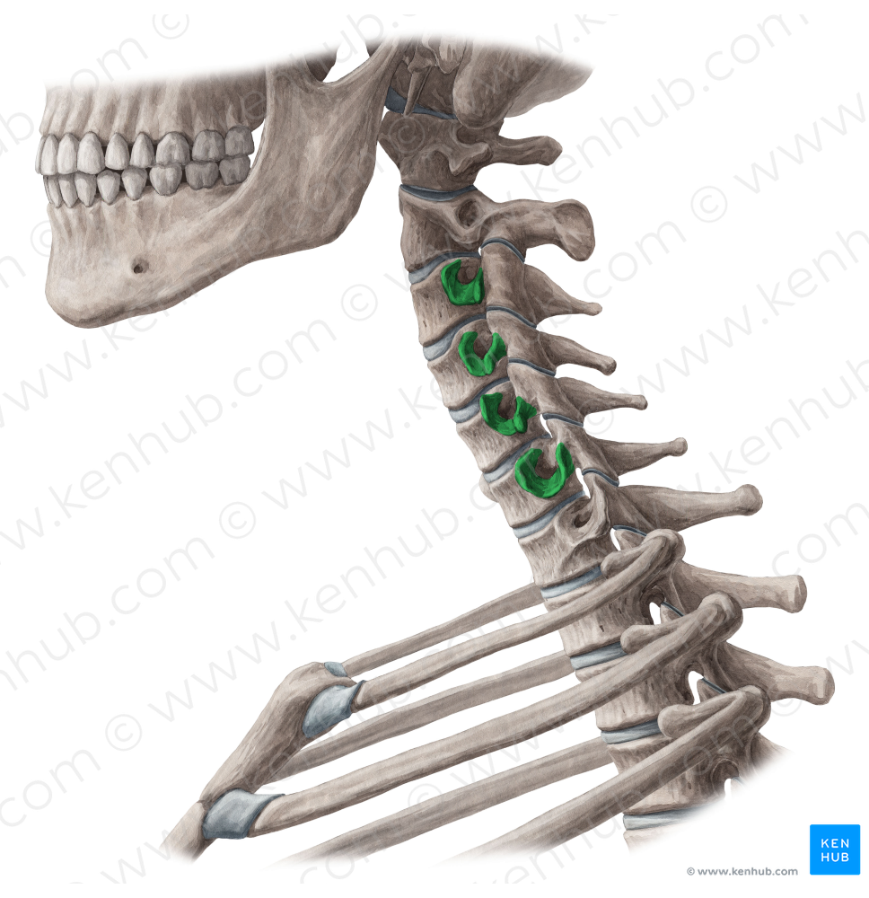 Transverse processes of vertebrae C3-C6 (#8316)