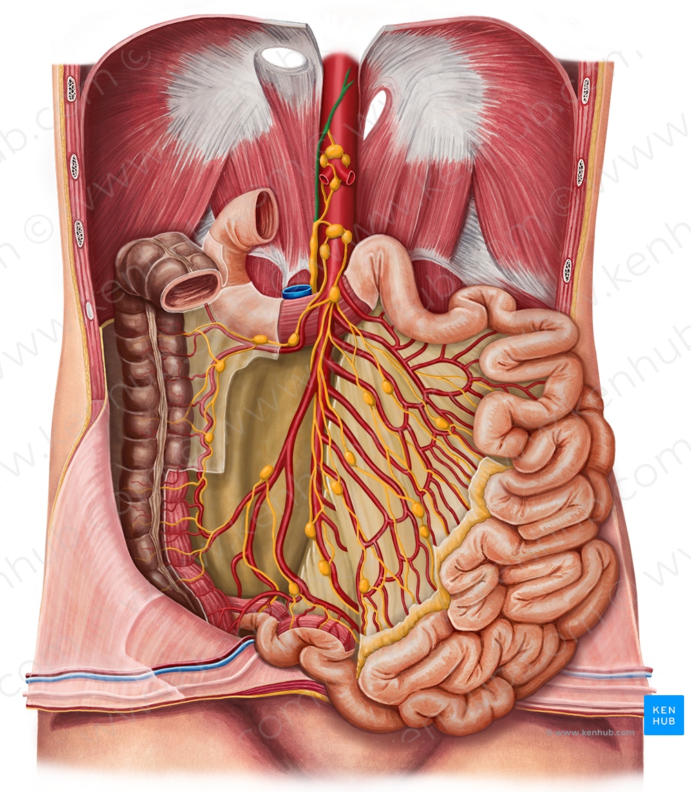 Thoracic duct (#3350)
