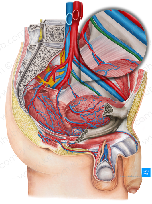 Left obturator artery (#1554)