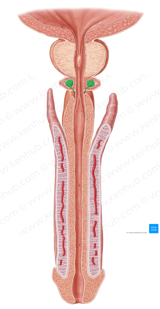 Bulbourethral gland (#4069)