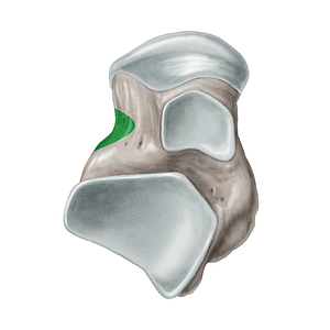 Tarsal sinus (#9067)