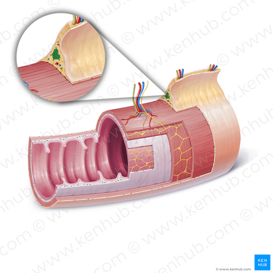 Juxtaintestinal lymph nodes (#21840)