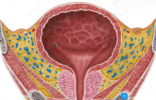 Right ureteric orifice (#7552)