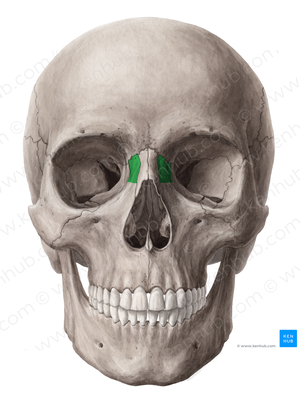 Frontal process of maxilla (#8208)