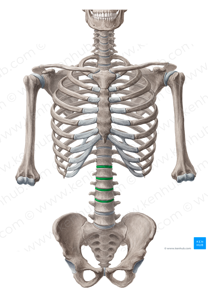 Intervertebral discs T12-L4 (#3269)