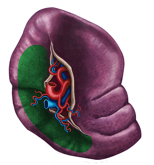 Renal impression of spleen (#3545)