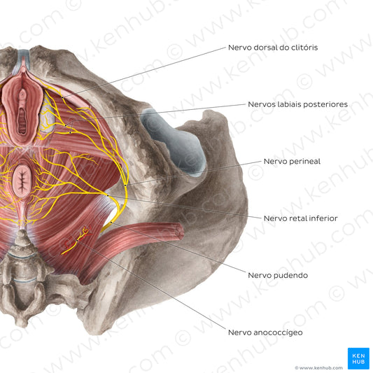 Nerves of the female perineum (Portuguese)