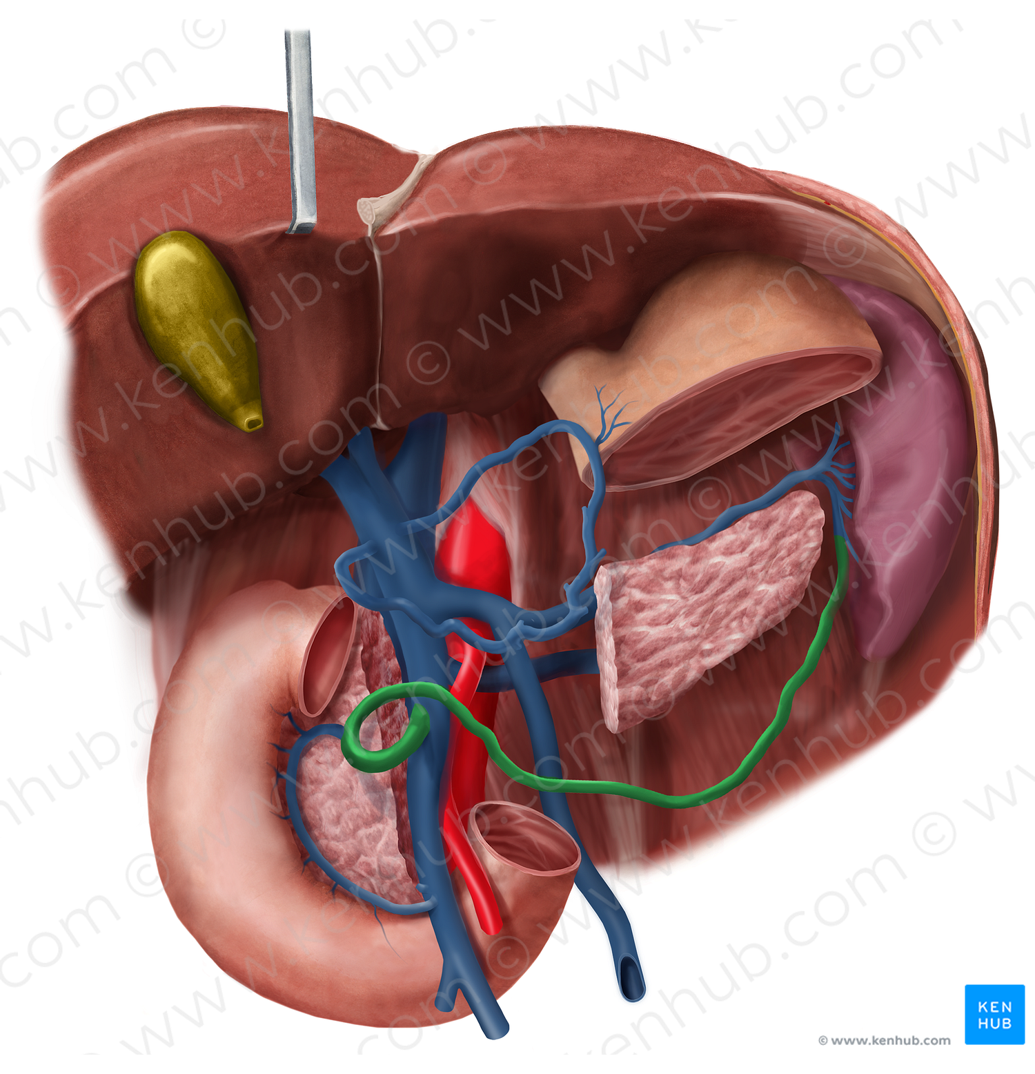 Gastroomental veins (#10144)