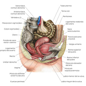 Female pelvic viscera and perineum (Spanish)