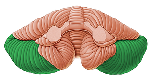 Biventral lobule of cerebellum (#4755)