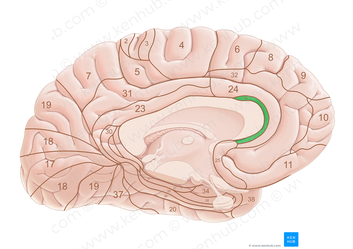 Brodmann area 33 (#18041)