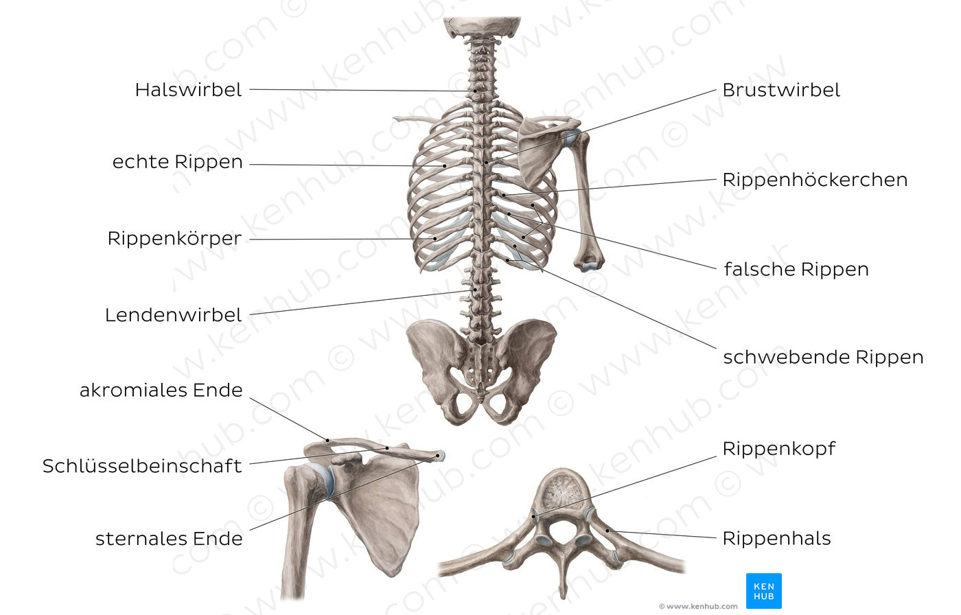 Bones of the dorsal trunk (German)