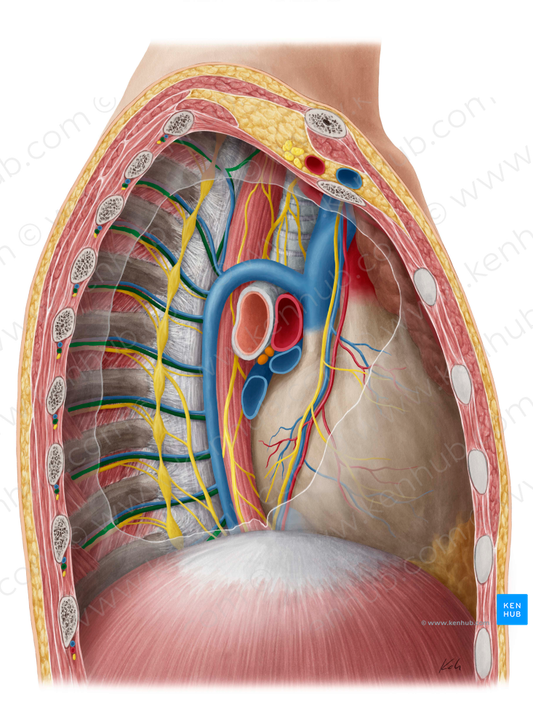 Posterior intercostal artery (#1154)