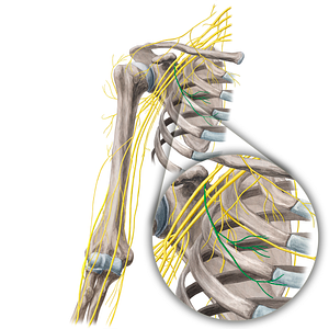 Lateral pectoral nerve (#21665)