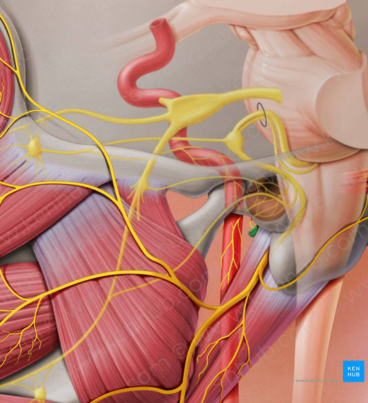 Glossopharyngeal nerve (#6437)